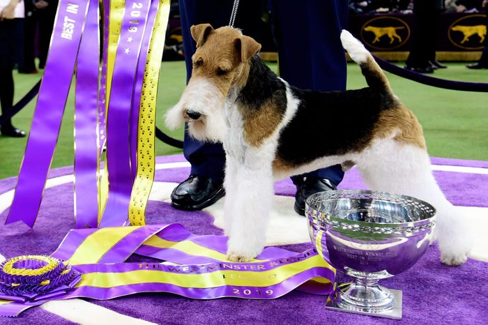Westminster Kennel Club Hosts Its Annual Dog Show In New York