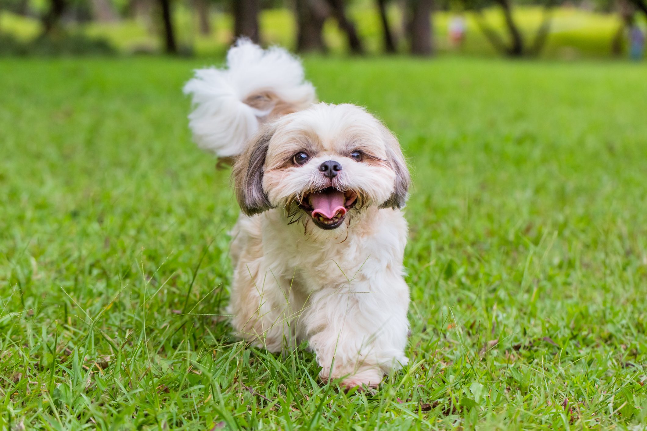 Small dog trotting and smiling on vibrant green grass in a park-like setting with blurred trees in the background.
