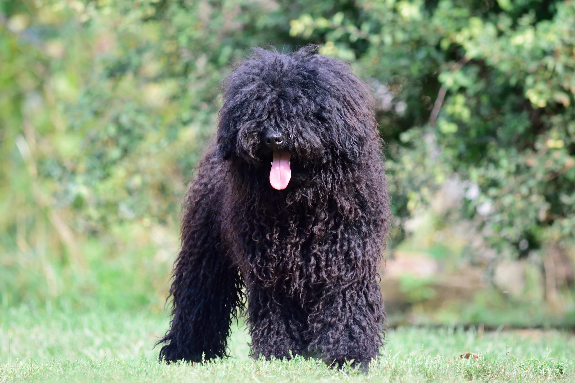 A fluffy, black dog with a long, wavy coat stands in a grassy area, tongue out, surrounded by greenery.