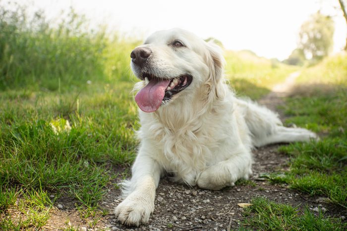 Golden Retriever Puppy