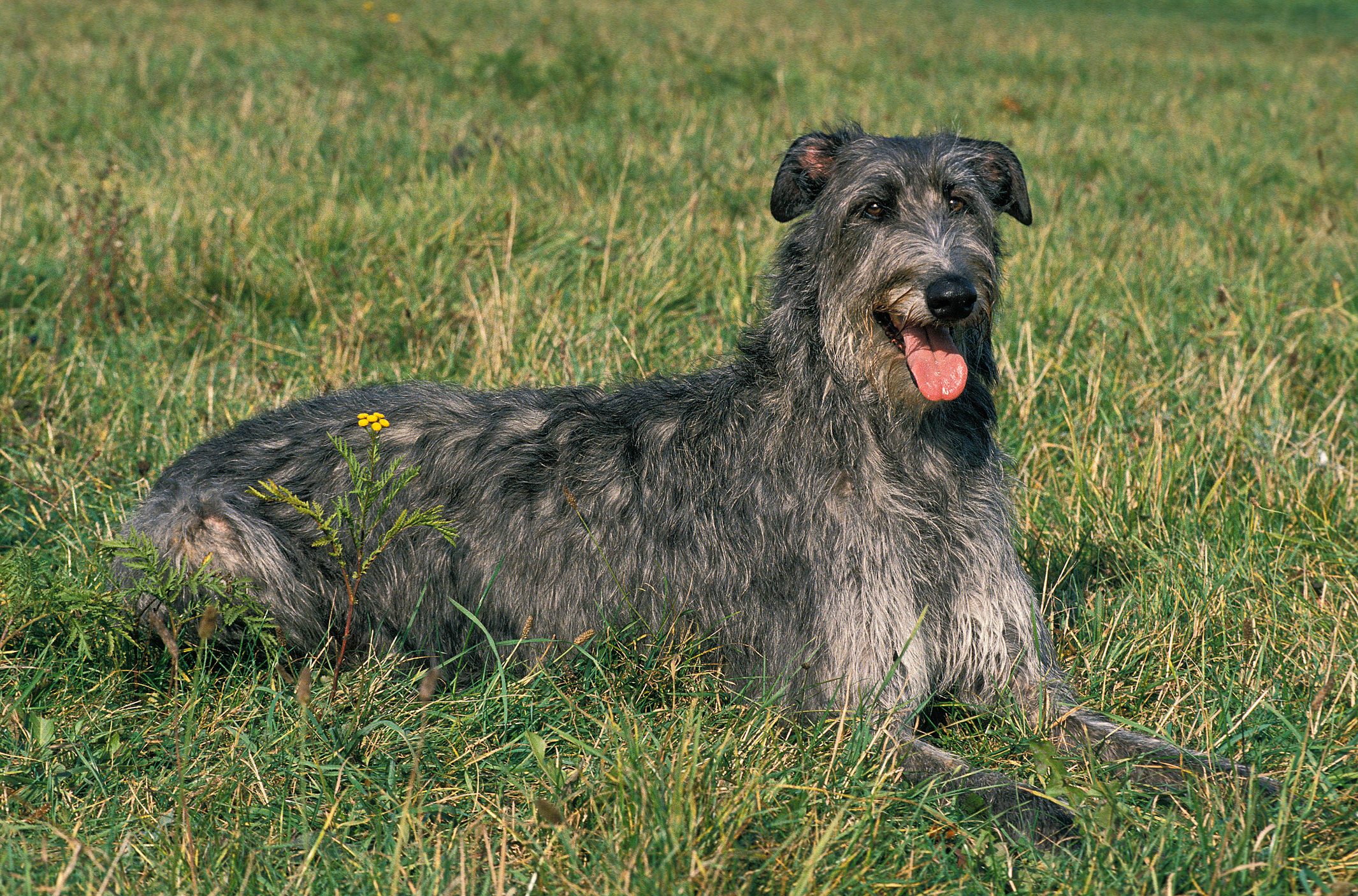 A shaggy dog lies in a grassy field, panting with its tongue out amidst sparse, wildflowers.