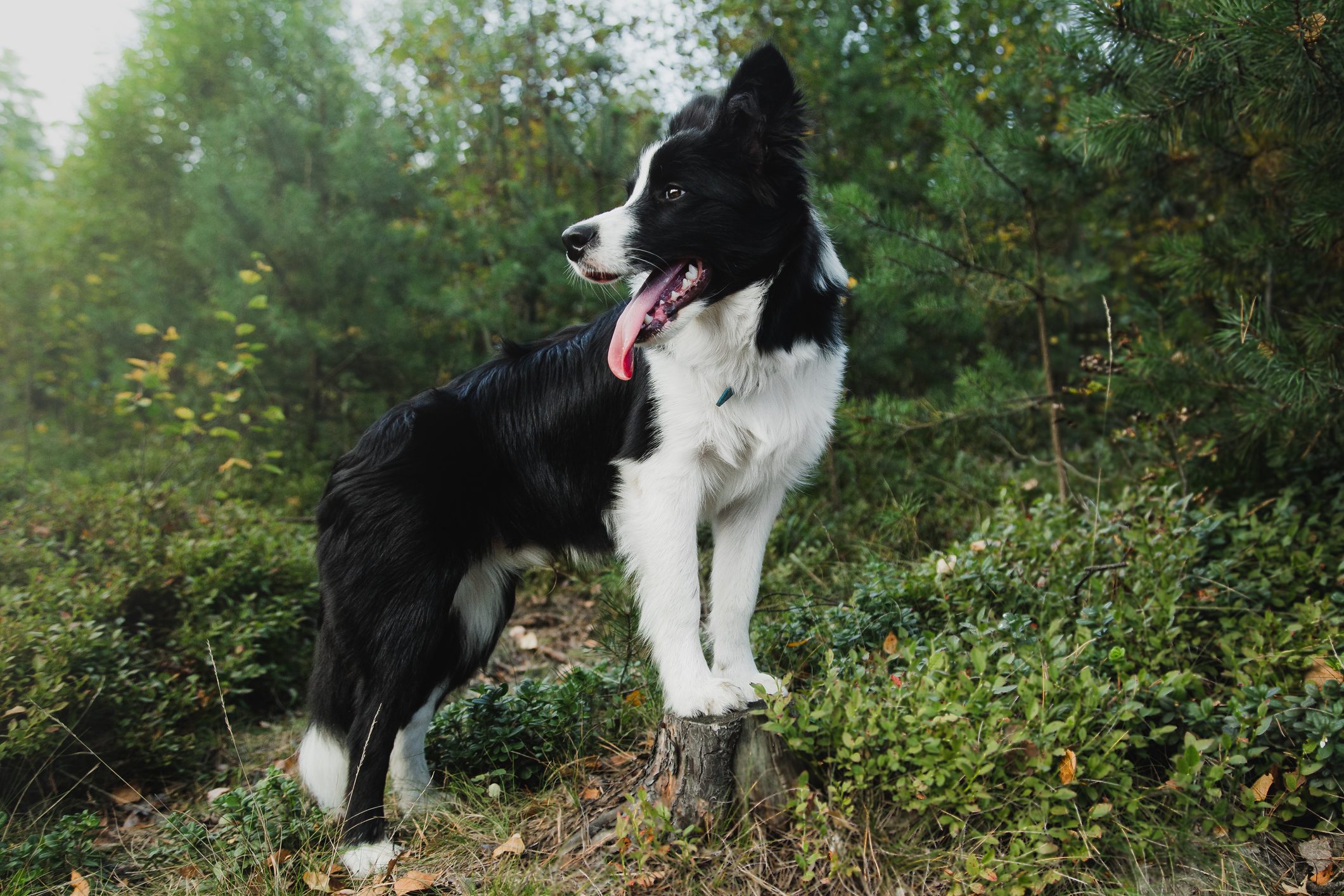 A black and white dog stands on a tree stump, tongue out, surrounded by lush green forest.