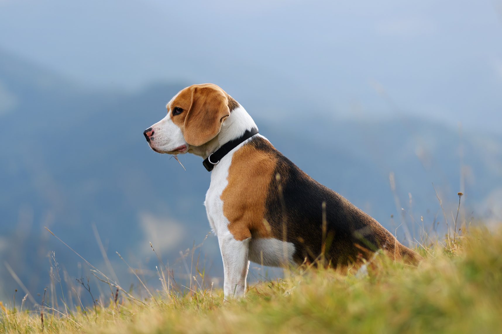 A beagle sits calmly, overlooking a mountainous landscape, surrounded by tall grass.