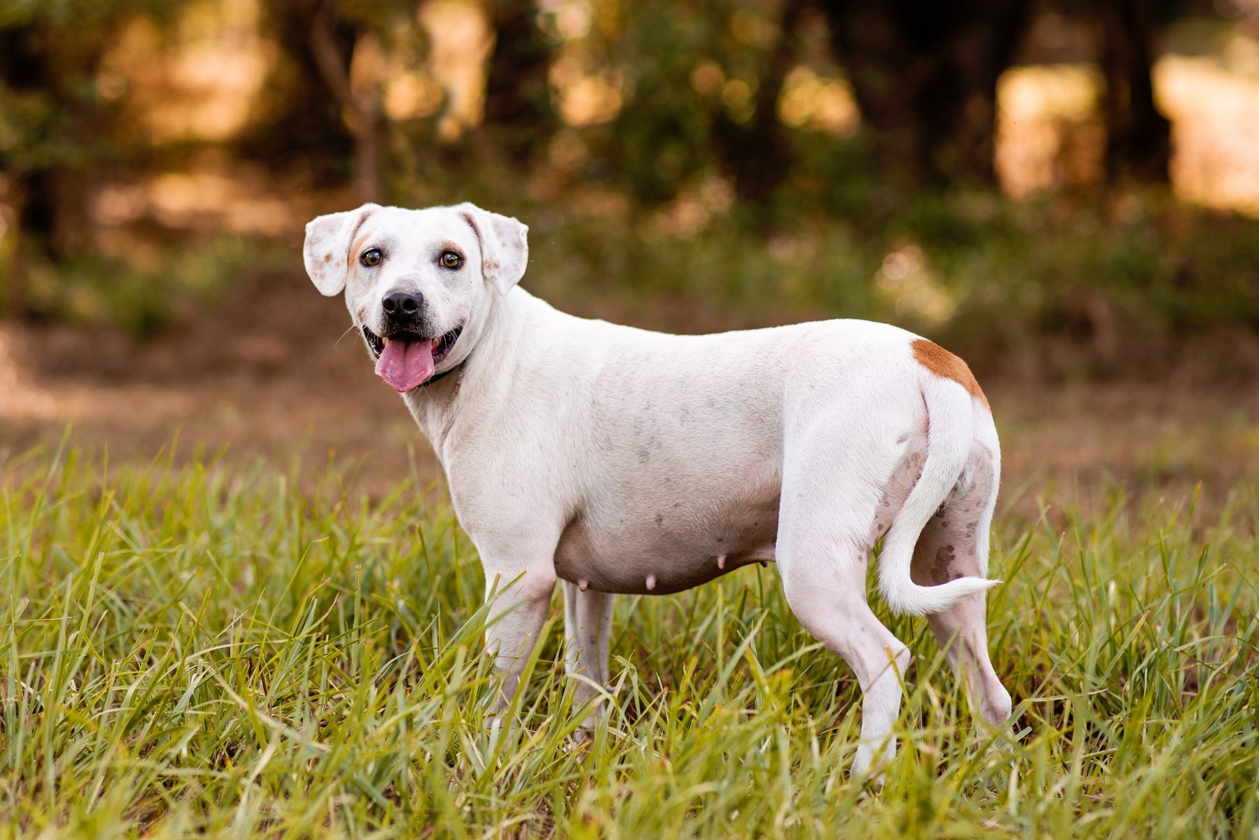 A white dog stands with tongue out in a grassy field, surrounded by blurred trees in the background.