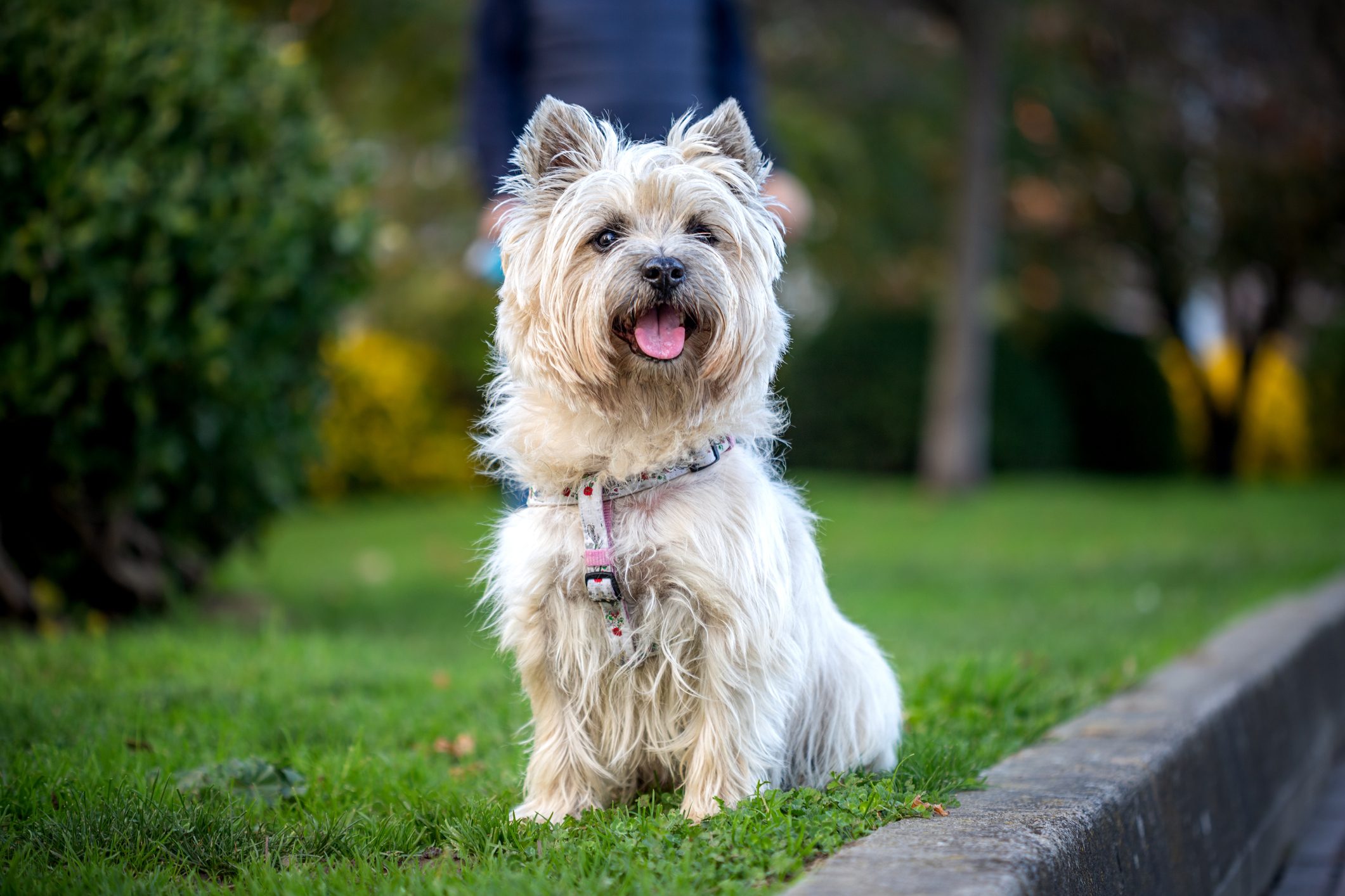 A small, fluffy dog sits with tongue out on grass, surrounded by trees and bushes in a park setting.