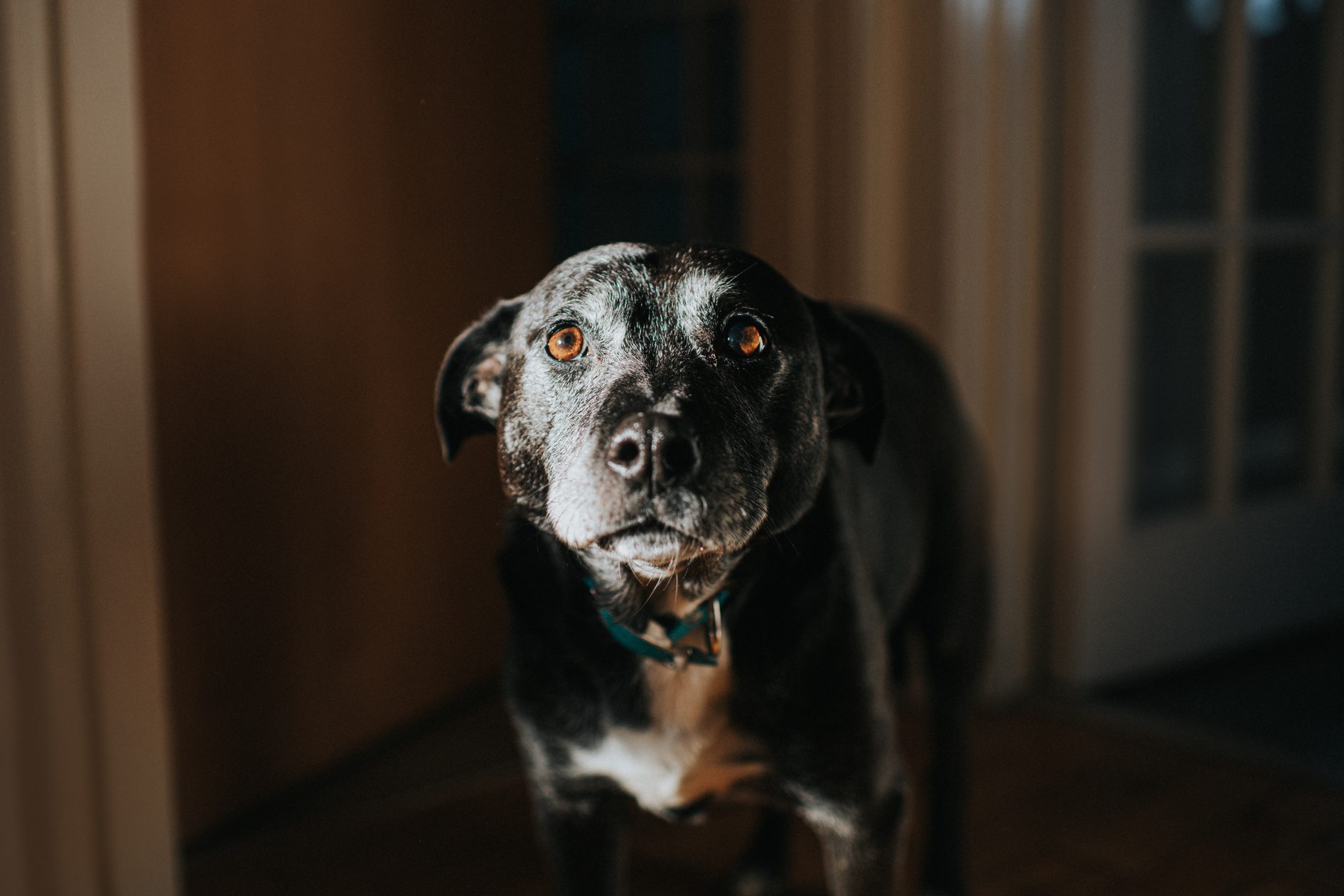 Can Dogs See Ghosts? What the Science Says