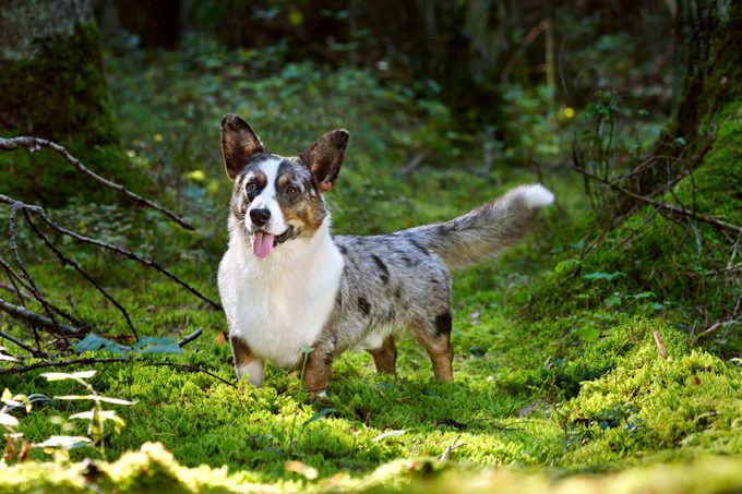 Cardigan Welsh Corgi in forest