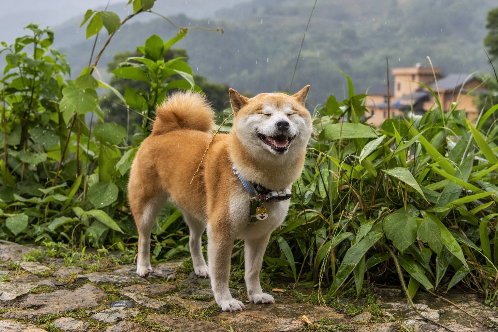 A dog stands smiling in a lush, green landscape, with faint rain and distant houses visible in the background.