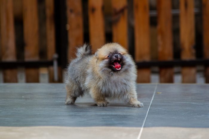 Portrait of pomeranian sitting on floor
