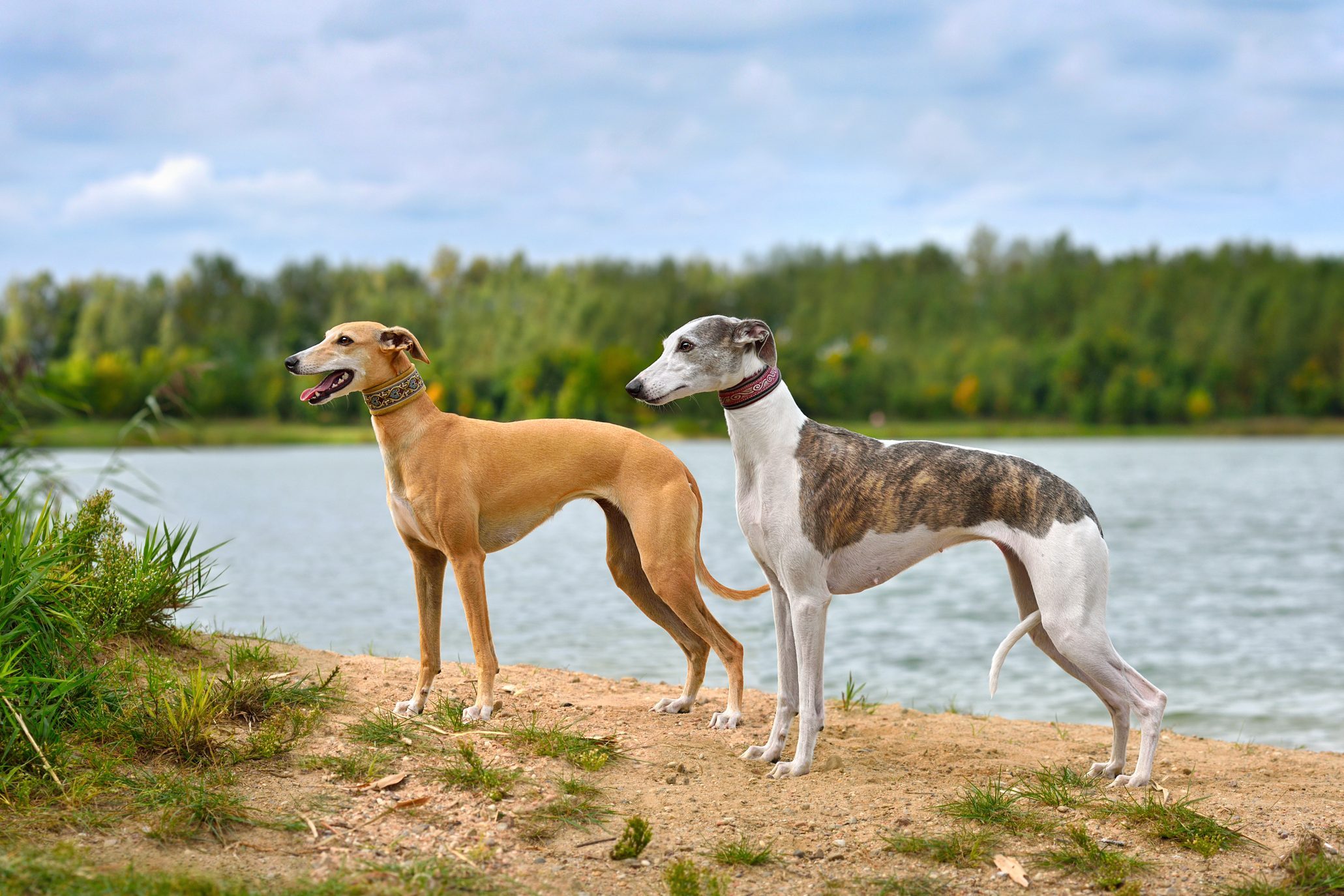 Two elegant greyhounds stand alertly on a grassy riverbank, overlooking a serene, wide river with dense green trees in the background.