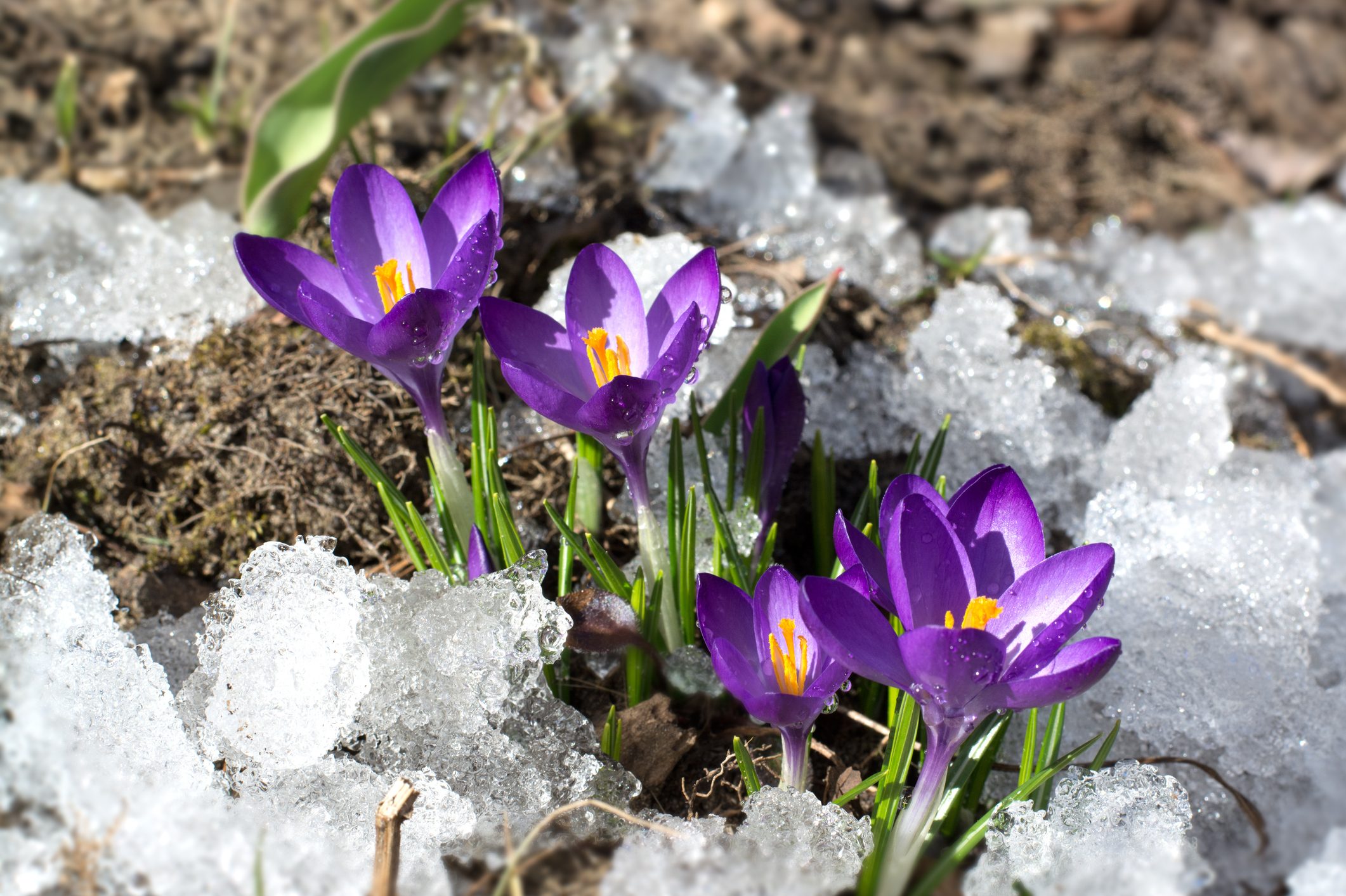 Purple crocuses bloom surrounded by melting snow, contrasting vividly with the partially thawed ground.