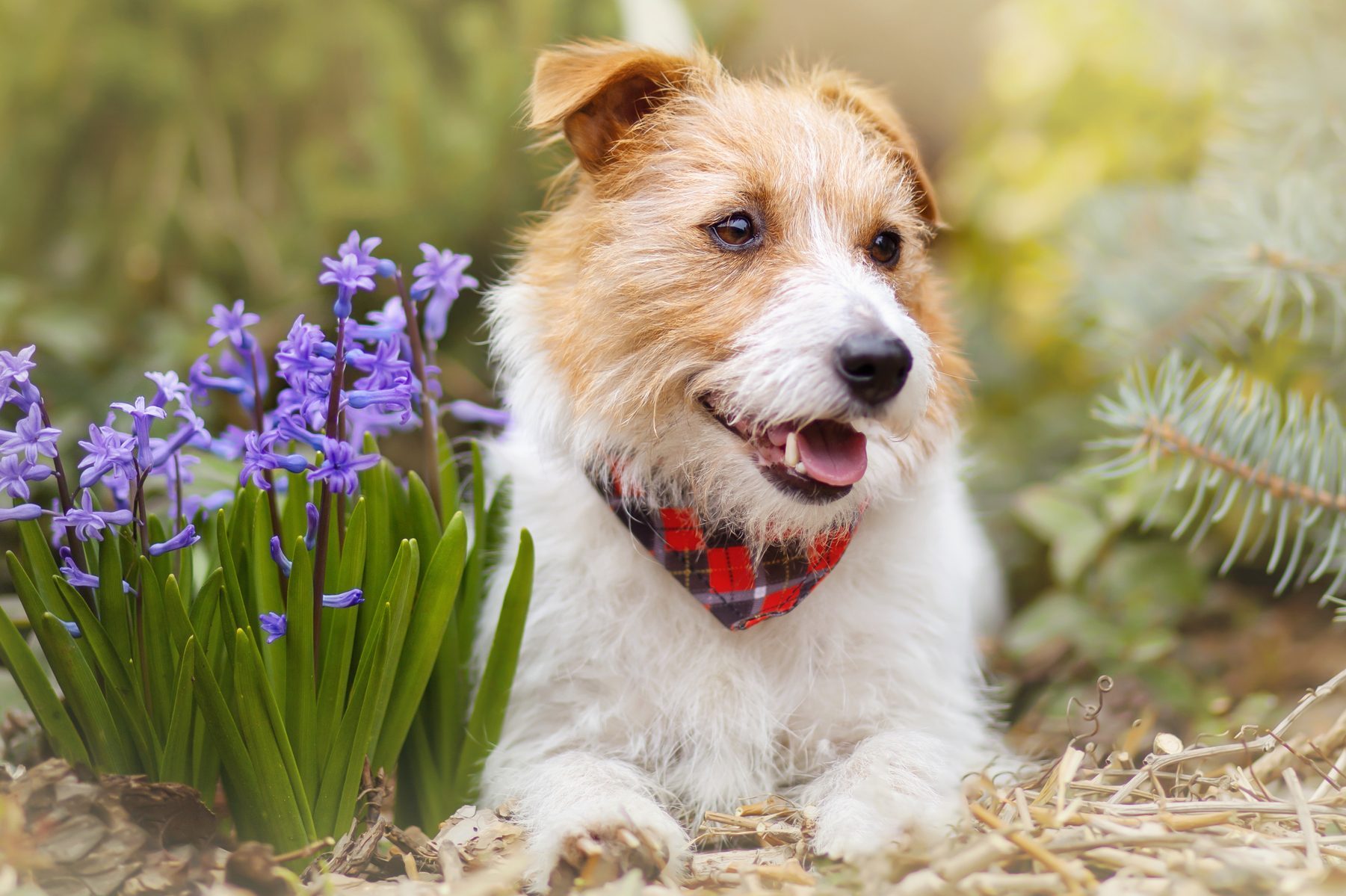Dog lies down, wearing a red plaid bandana, surrounded by purple flowers and greenery.