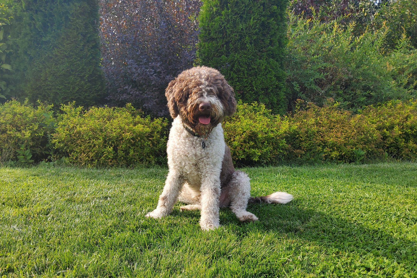 A curly-haired dog sits on green grass, tongue out, surrounded by lush bushes and tall trees.