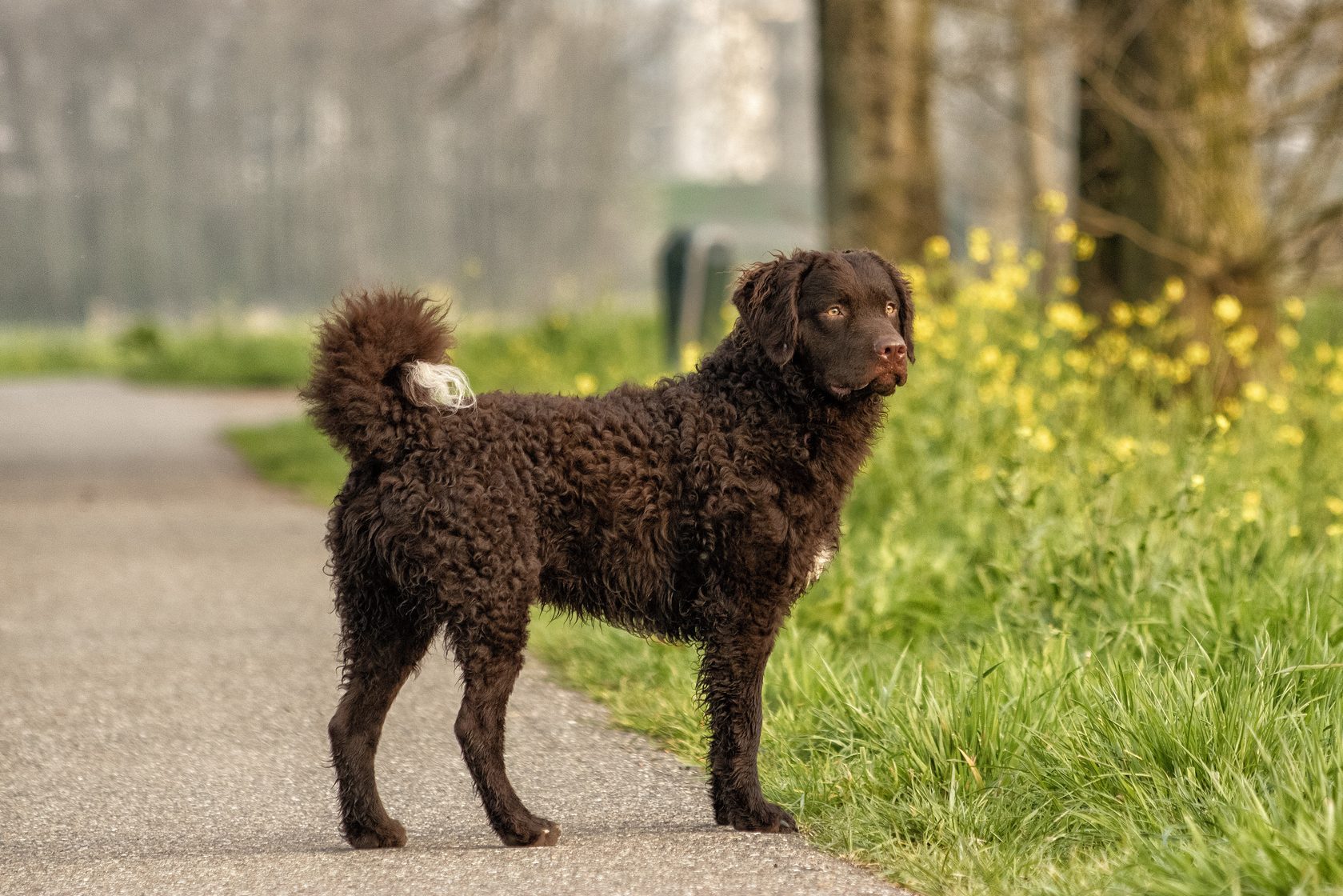 Curly-haired brown dog stands alert on a path, surrounded by trees and yellow wildflowers in a park setting.