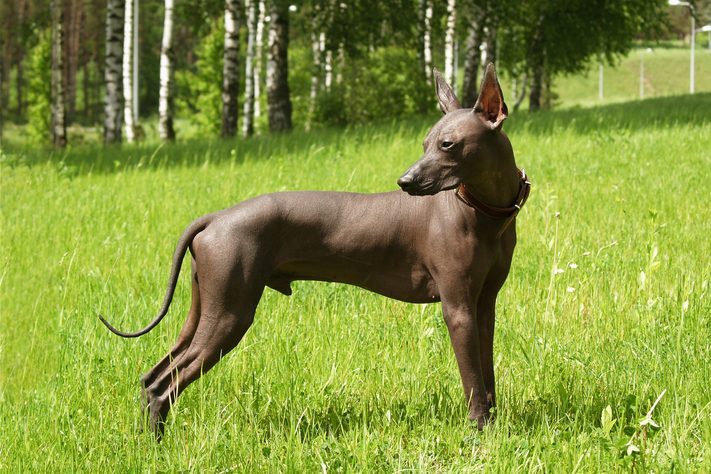A hairless dog stands attentively in a lush green field with birch trees in the background.