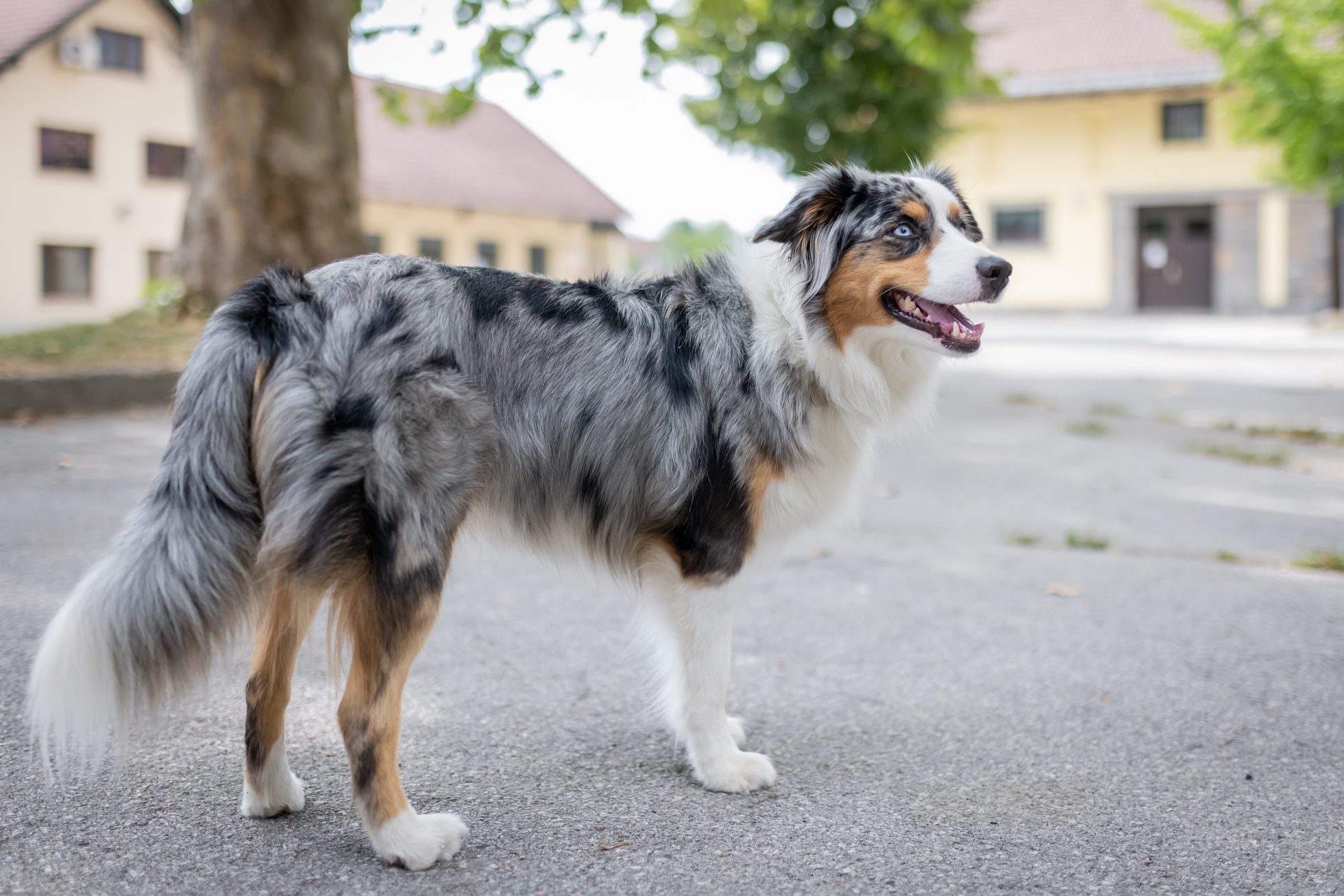 A miniature American shepherd side view outdoors