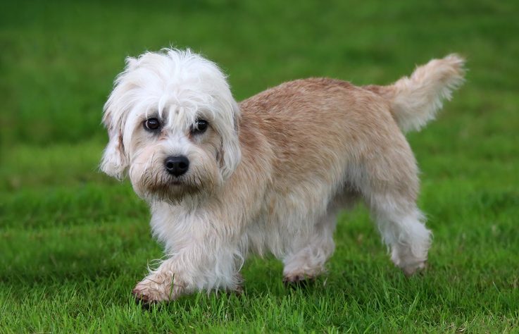 A small, fluffy dog walks on lush green grass, surrounded by an open, grassy field.