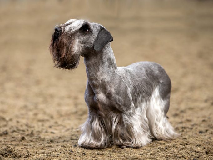 Dog stands, showcasing a long, flowing coat and beard, in a textured, outdoor setting.