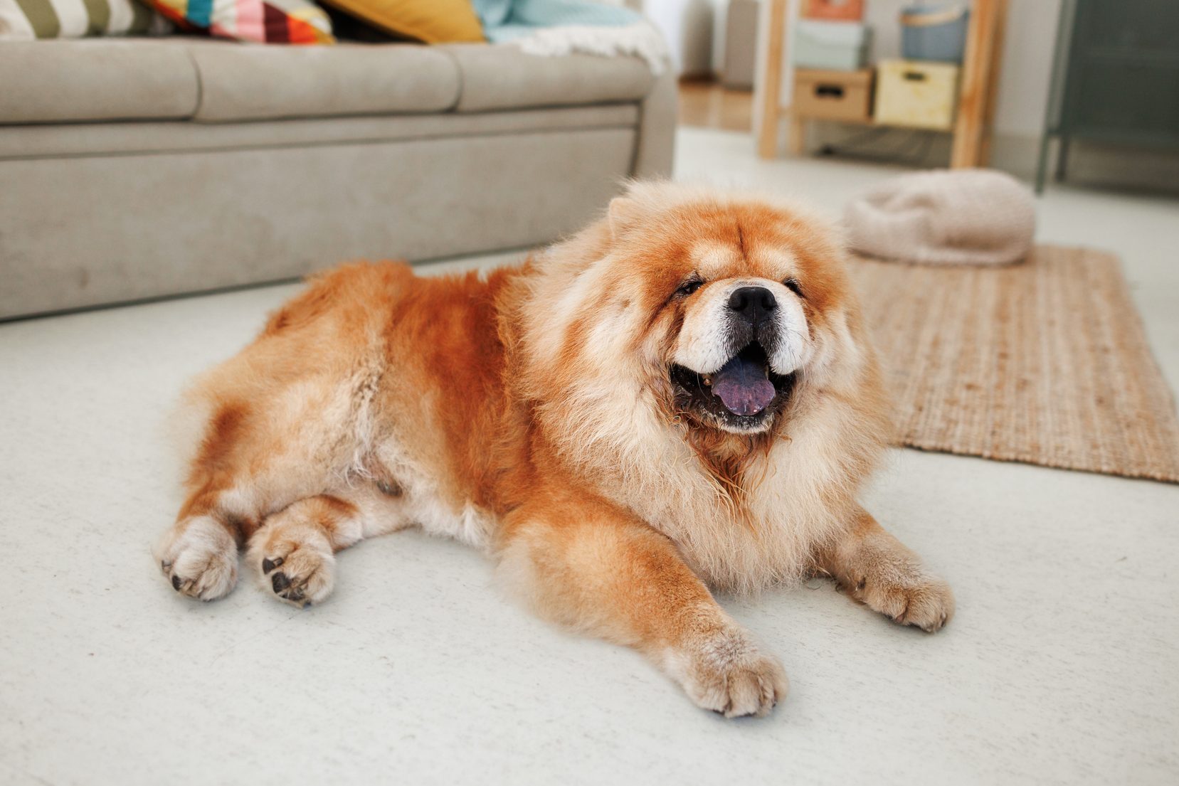 Fluffy dog resting contentedly on the floor, near a beige sofa and a woven rug in a cozy living room setting.