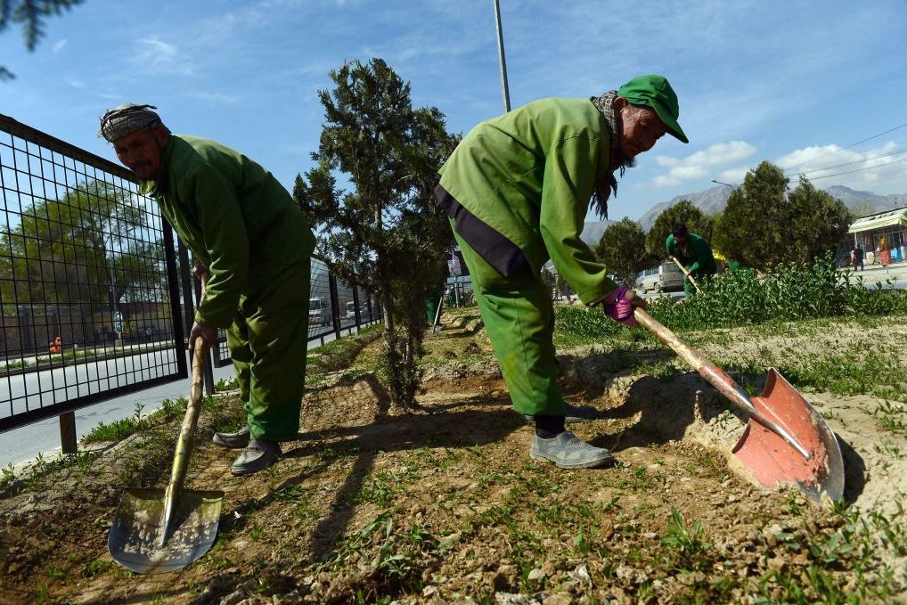 Workers shovel soil in a narrow garden bed along a road, surrounded by small trees and enclosed by a metal fence.