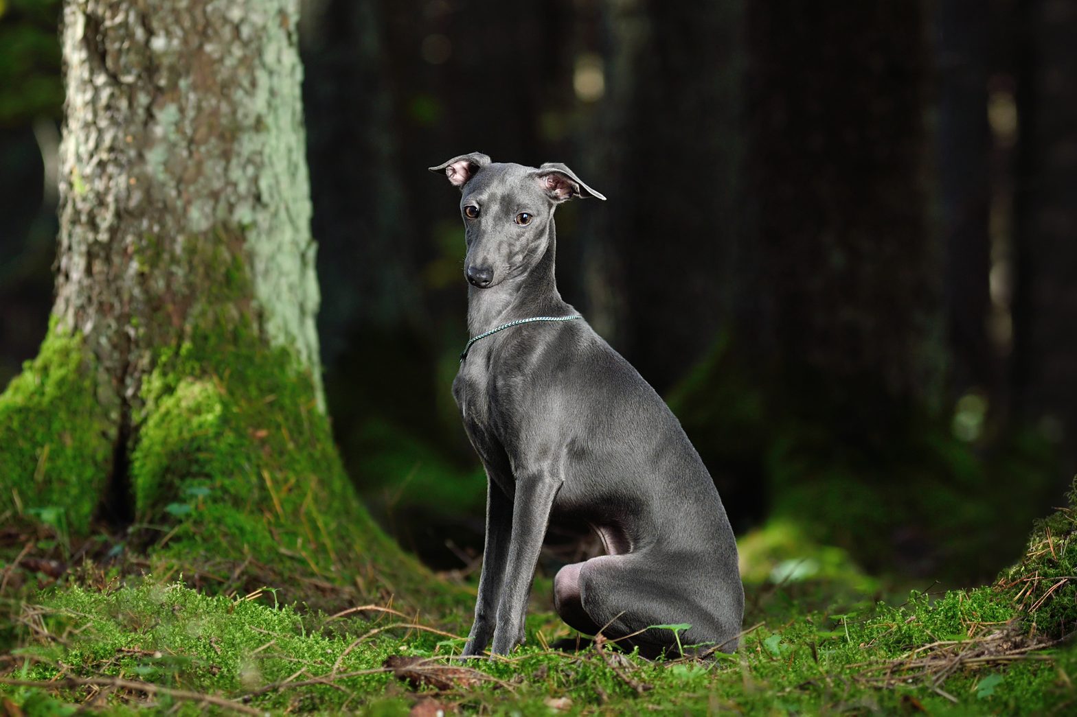 A gray dog sits calmly in a lush, moss-covered forest, surrounded by tall trees.