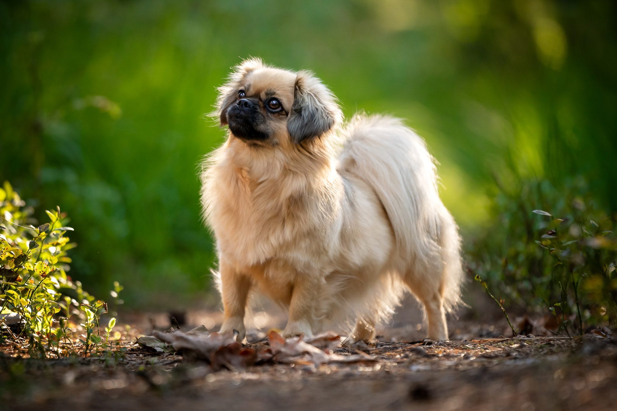 A small, fluffy dog walks on a sunlit forest path surrounded by greenery and fallen leaves.