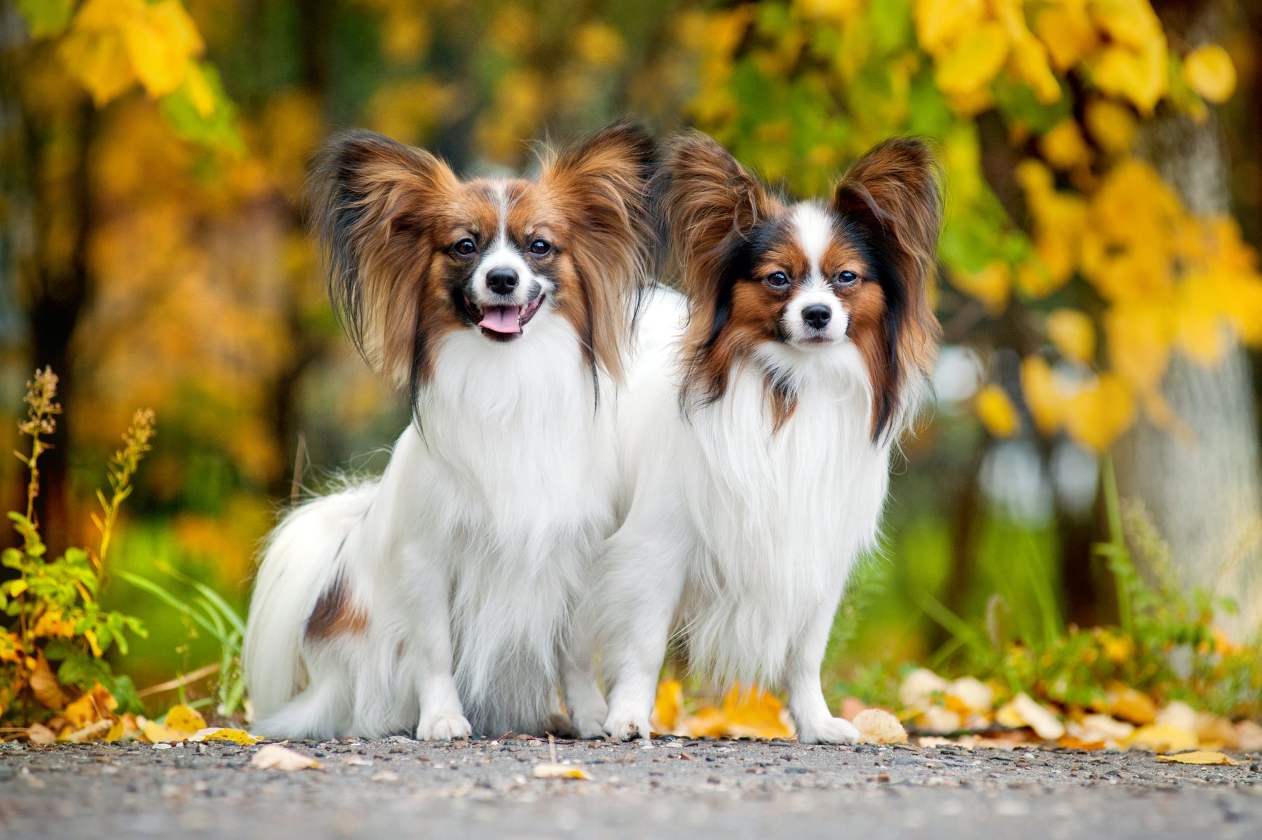 Two fluffy dogs sit together on a path, surrounded by autumn foliage.