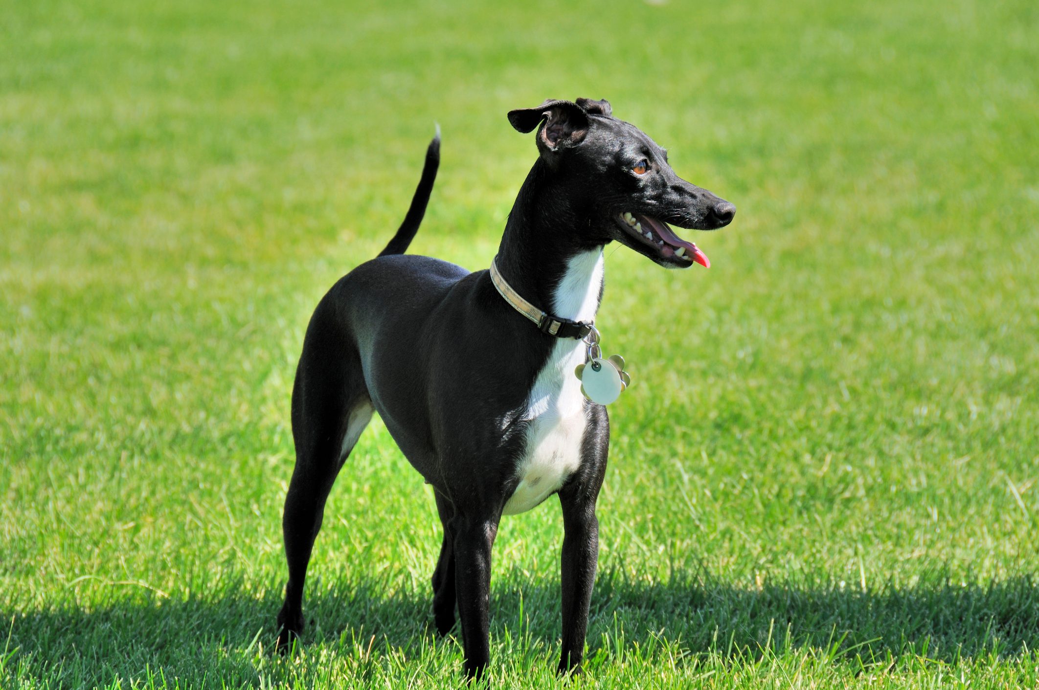 A black dog stands alert on green grass, tongue out and wearing a collar with tags.