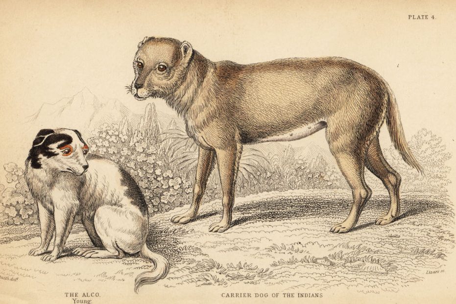Two distinct dog-like animals stand on a grassy terrain, surrounded by bushes and mountains. Labels read "The Alco. Young" and "Carrier Dog of the Indians."