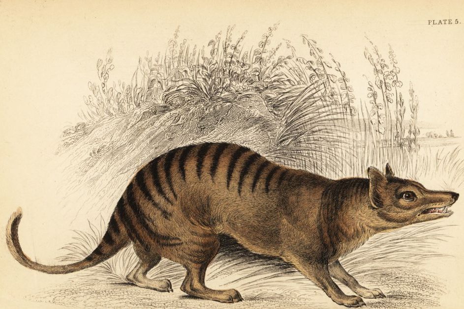 A thylacine stands alert, mouth open, set against a backdrop of dense, illustrated foliage. A caption reads "PLATE 5."
