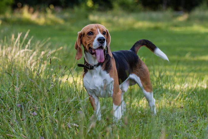 Beagle.