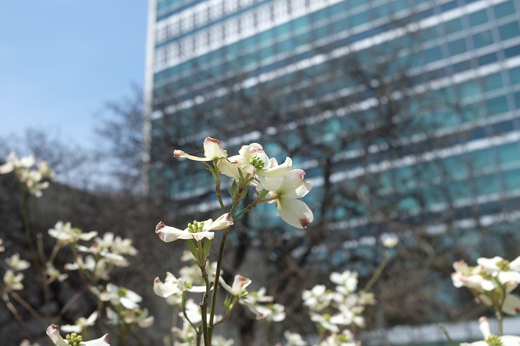 White flowers bloom, basking in sunlight, in front of a tall, glass-covered building with leafless trees in the background.
