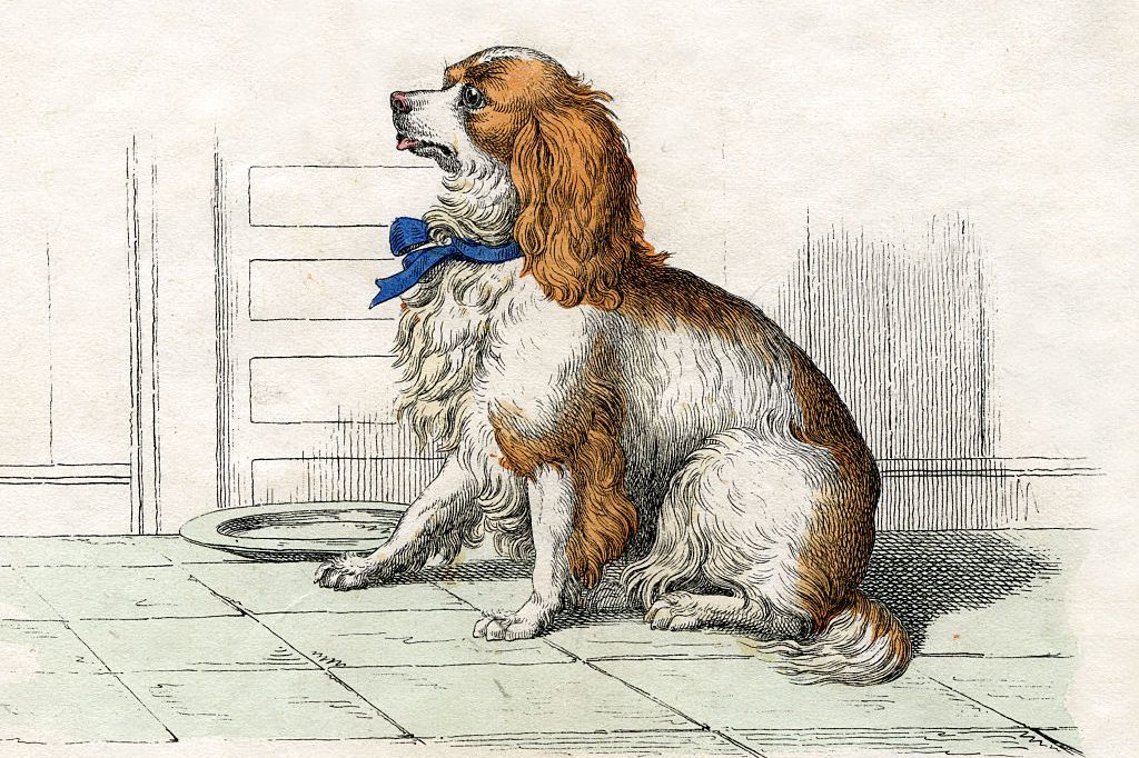 A spaniel with a blue ribbon sits attentively on a tiled floor, beside a dish, against a simple paneled wall.