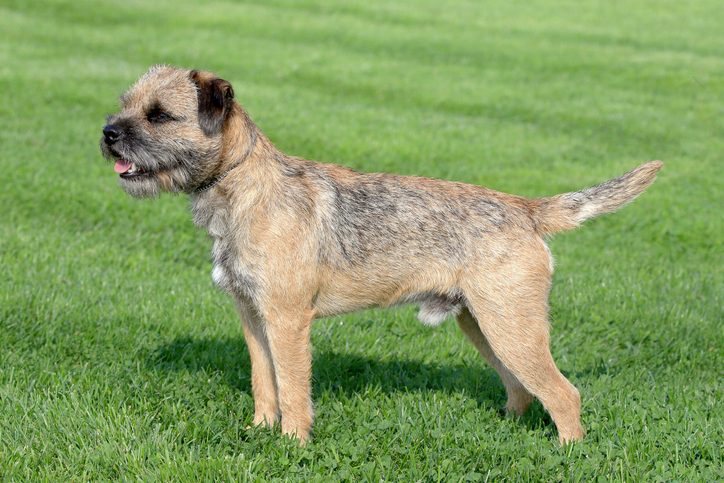 A small, brown, wiry-haired dog stands alertly on lush green grass, looking off to its right.
