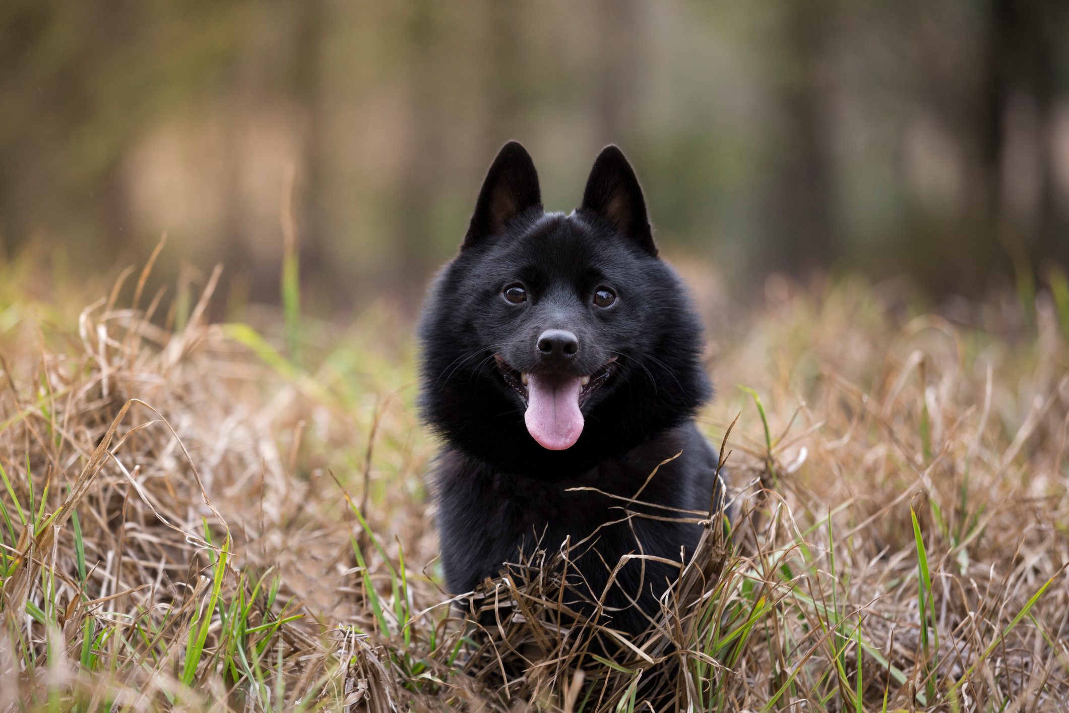 A black dog with pointed ears sits, tongue out, amidst tall, dry grass in a blurry forest background.