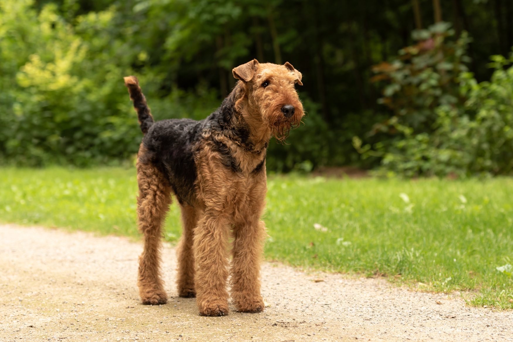 A brown and black dog stands alert on a gravel path, surrounded by lush green foliage in a park or garden setting.