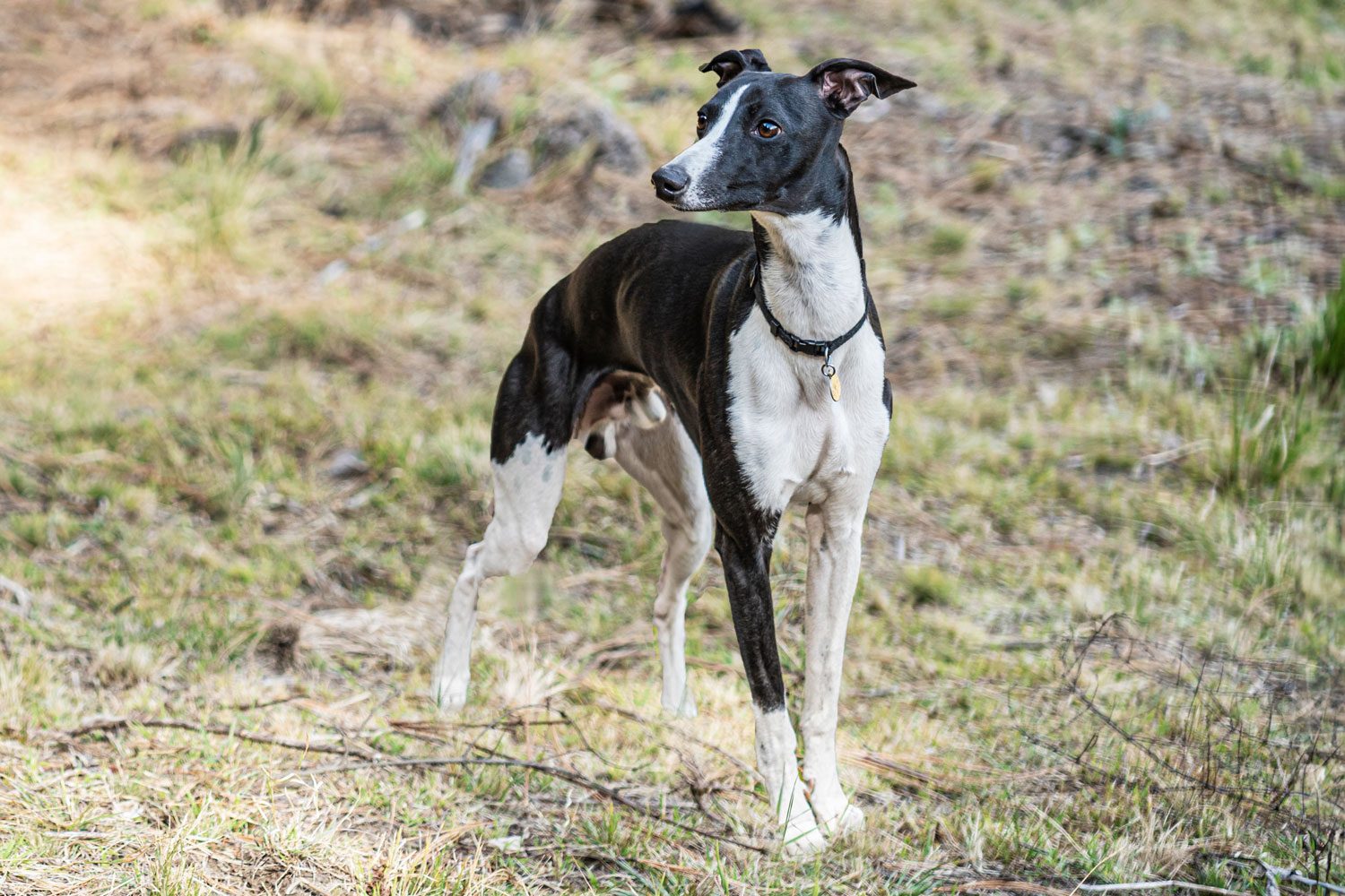 Black and White Whippet Dog standing in the grass