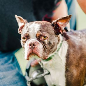 Dog with wet fur stands alert, surrounded by people in casual clothing outdoors.