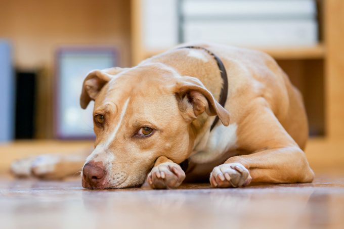 Sad Dog Lying On Floor