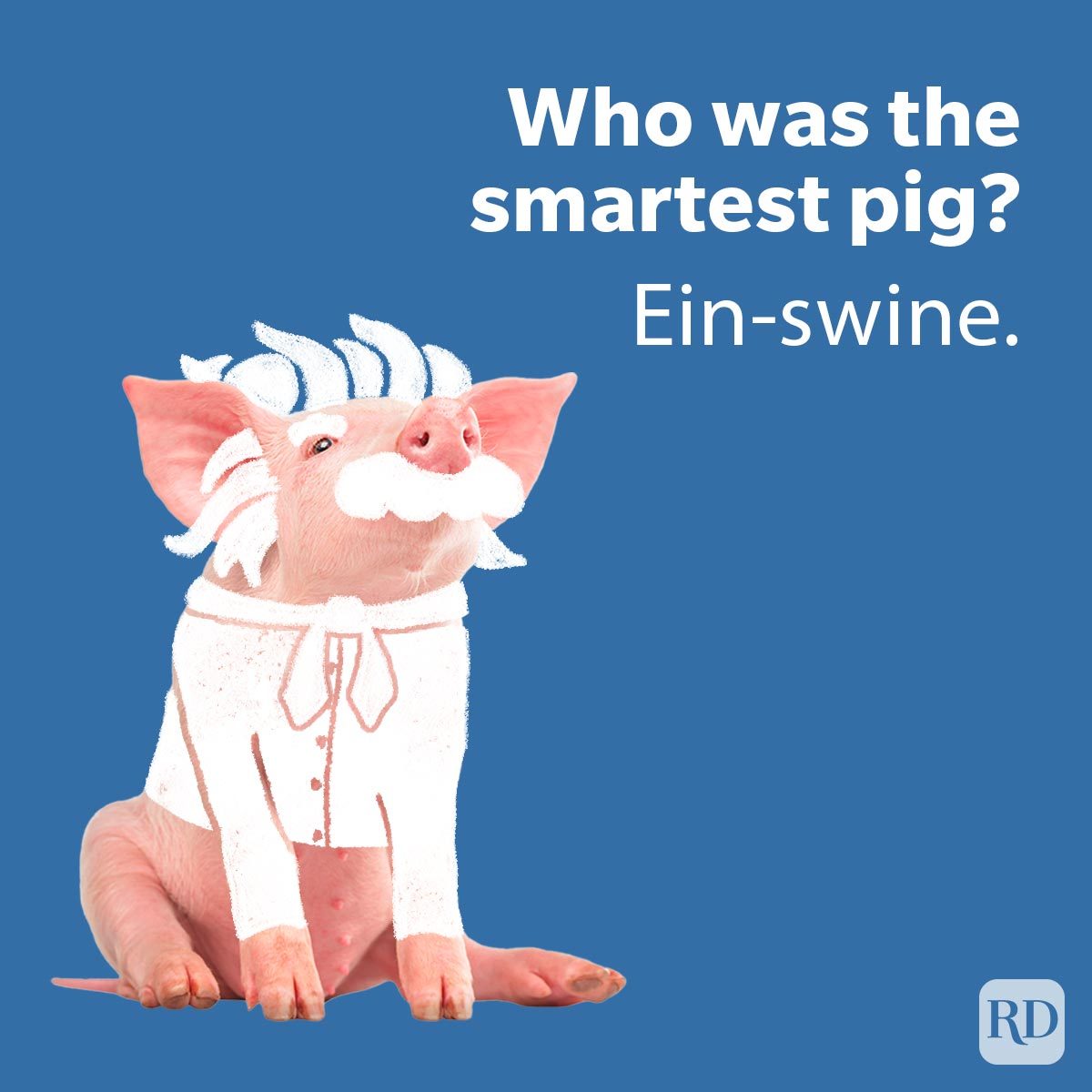 A pig dressed as a famous scientist sits, wearing a white wig and mustache on a blue background. Text: "Who was the smartest pig? Ein-swine."