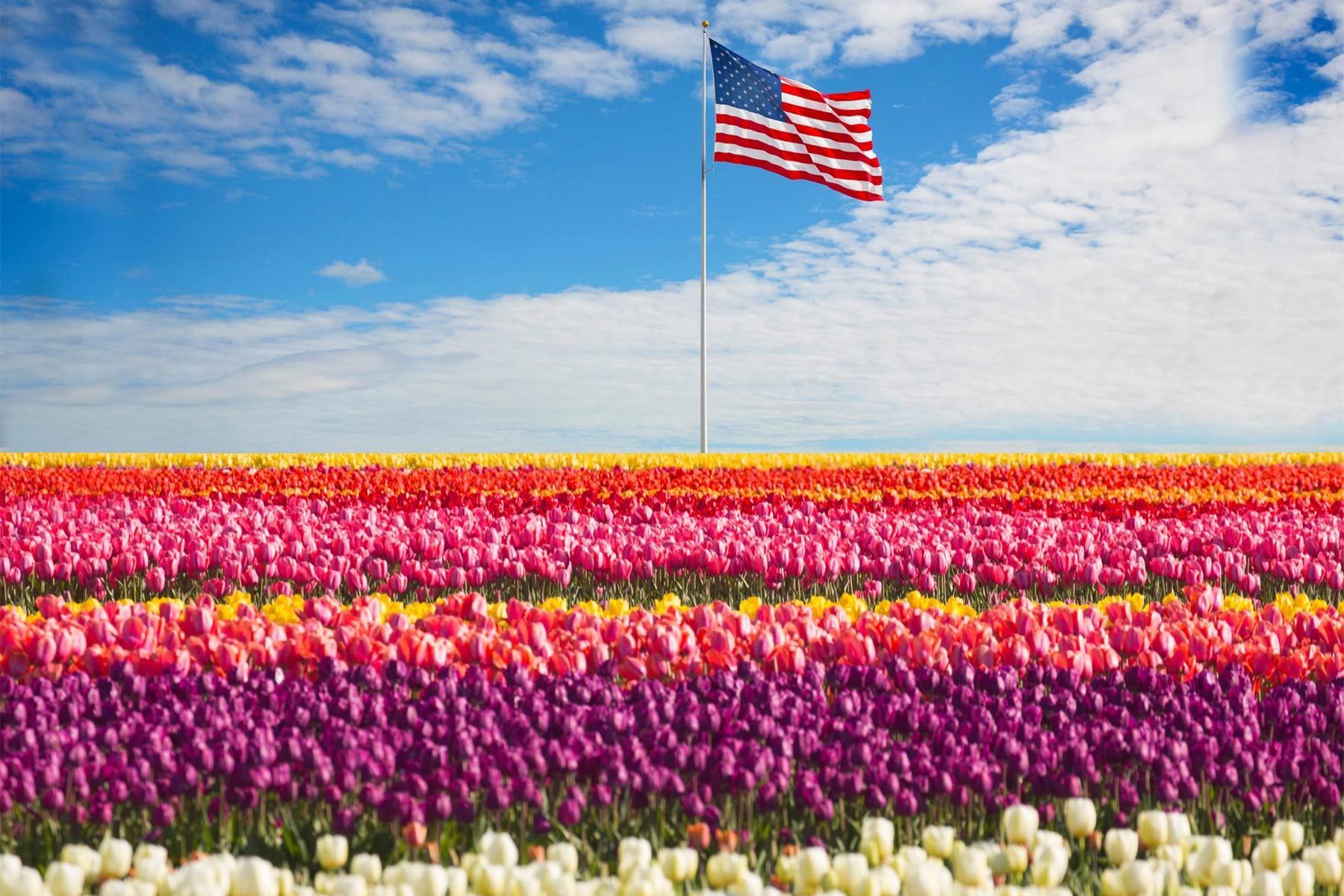 Colorful tulips grow in rows beneath a waving American flag against a bright, partly cloudy sky.