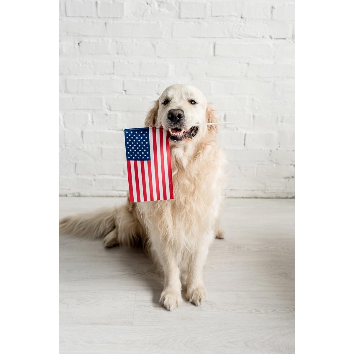 A golden retriever holds a small American flag in its mouth, sitting in a room with a white brick wall and light wood floor.