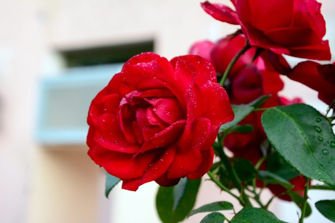 Close-up of dew drops on red rose petals of a bouquet. The background is blurred