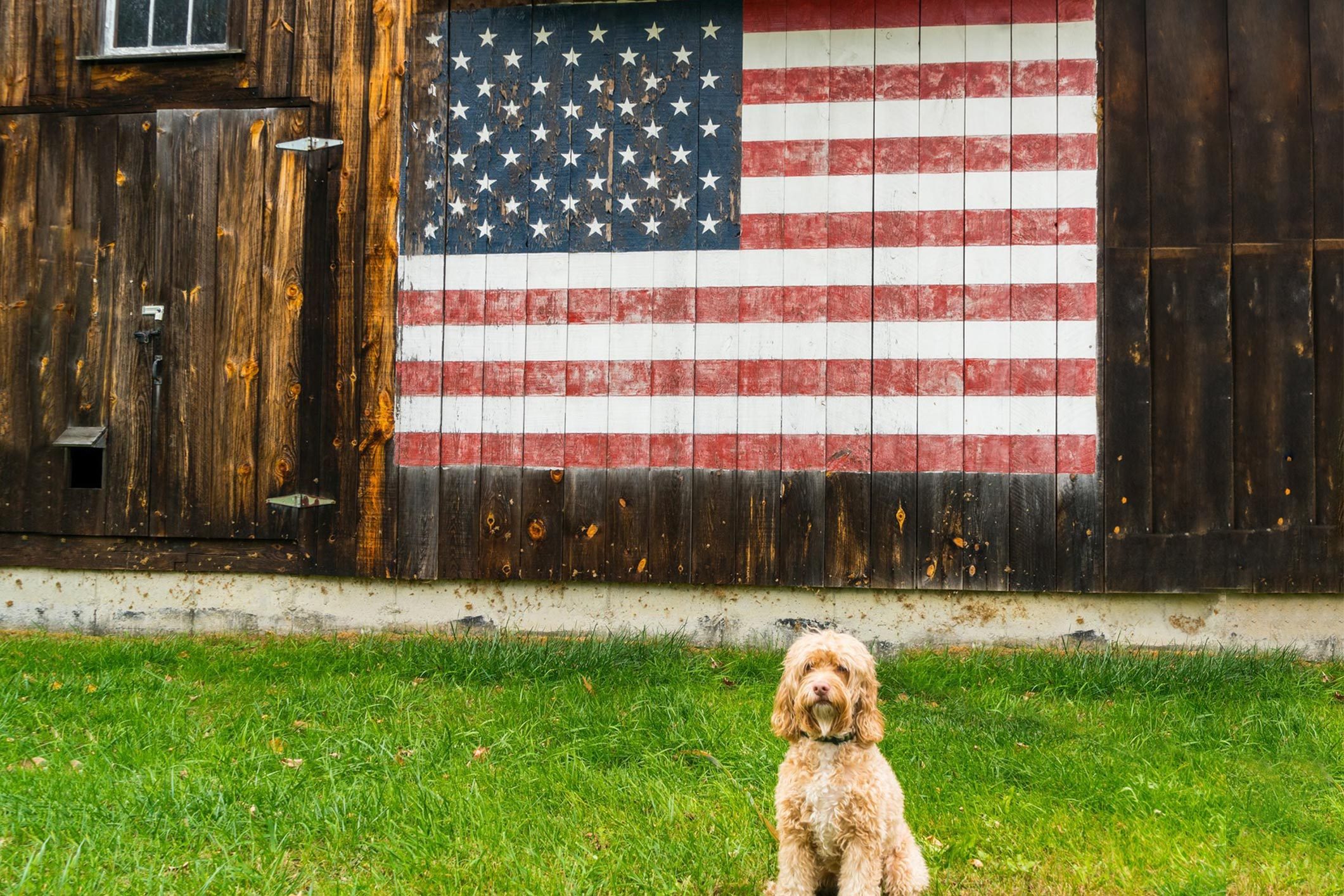 A fluffy dog sits on grass, in front of a wooden wall with a painted American flag, beside a rustic barn door.