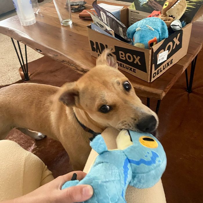 Dog playfully tugs on a blue plush toy near a table with a cardboard box labeled 