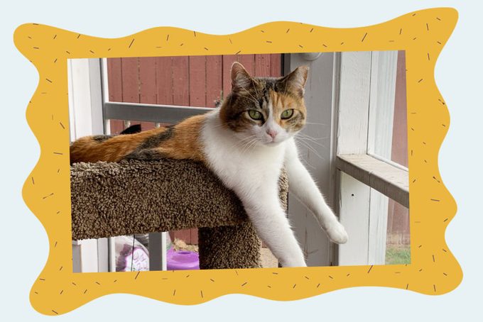 Joanna the cat in a cat tree