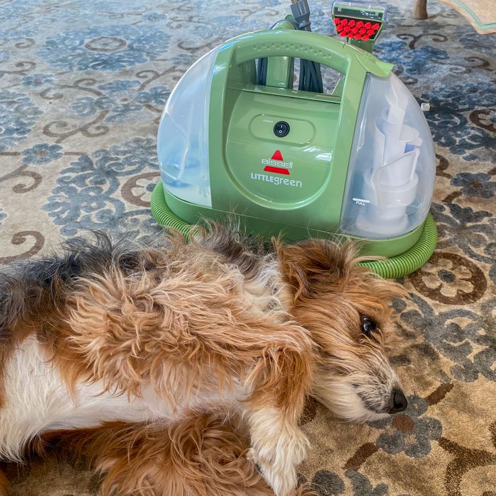 Cleaning machine sits idle; dog lays relaxed beside it on patterned carpet. Machine labeled 