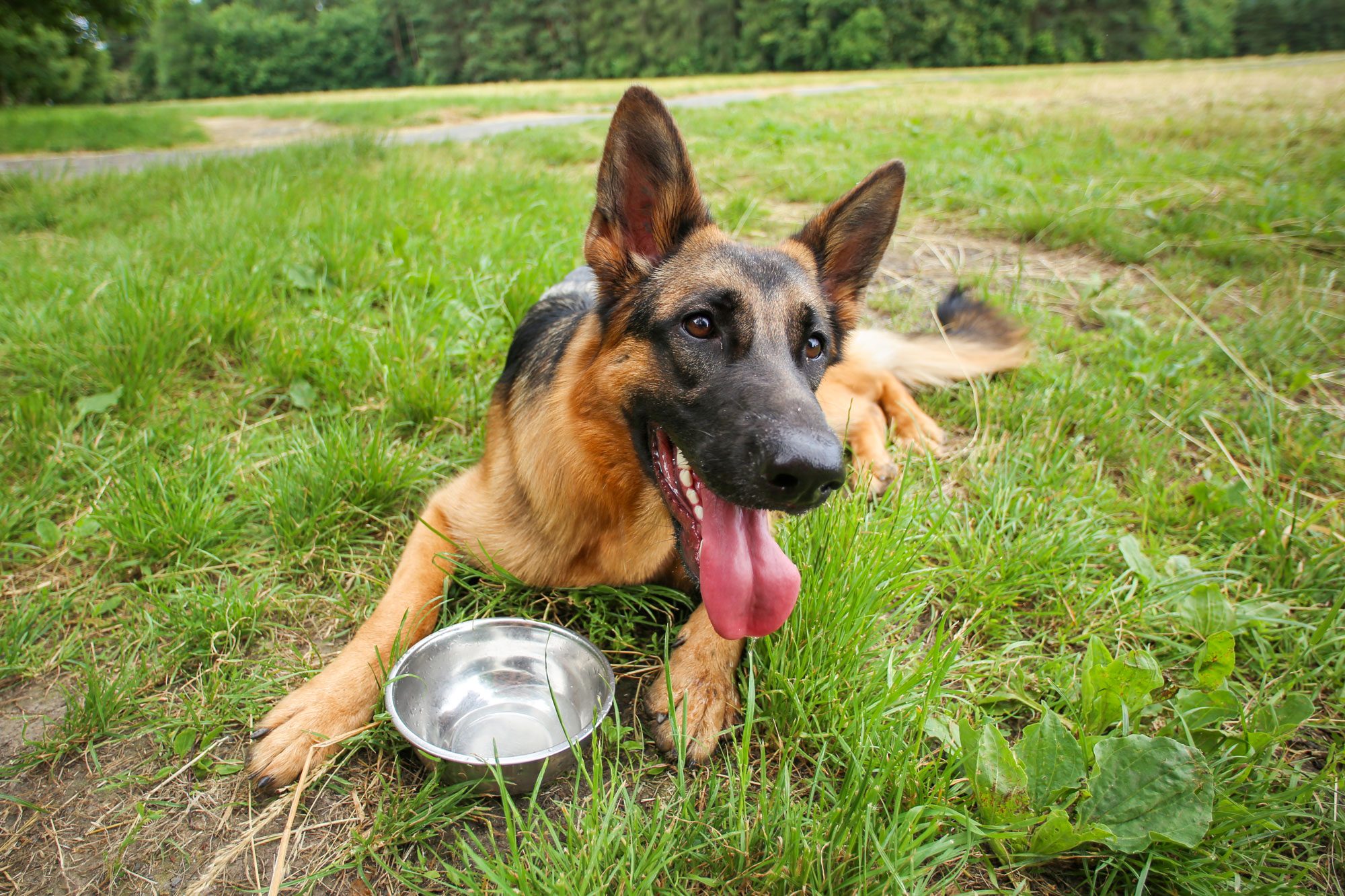 German Shepherd lies panting beside a metal water bowl in a grassy park setting.