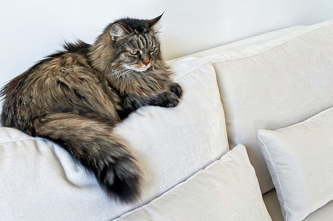 Interior Define Maxwell Sofa