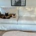 Pottery Barn York Sofa Review: Its Washable Slipcovers Make It a Dream Couch for Cat Parents Like Me
